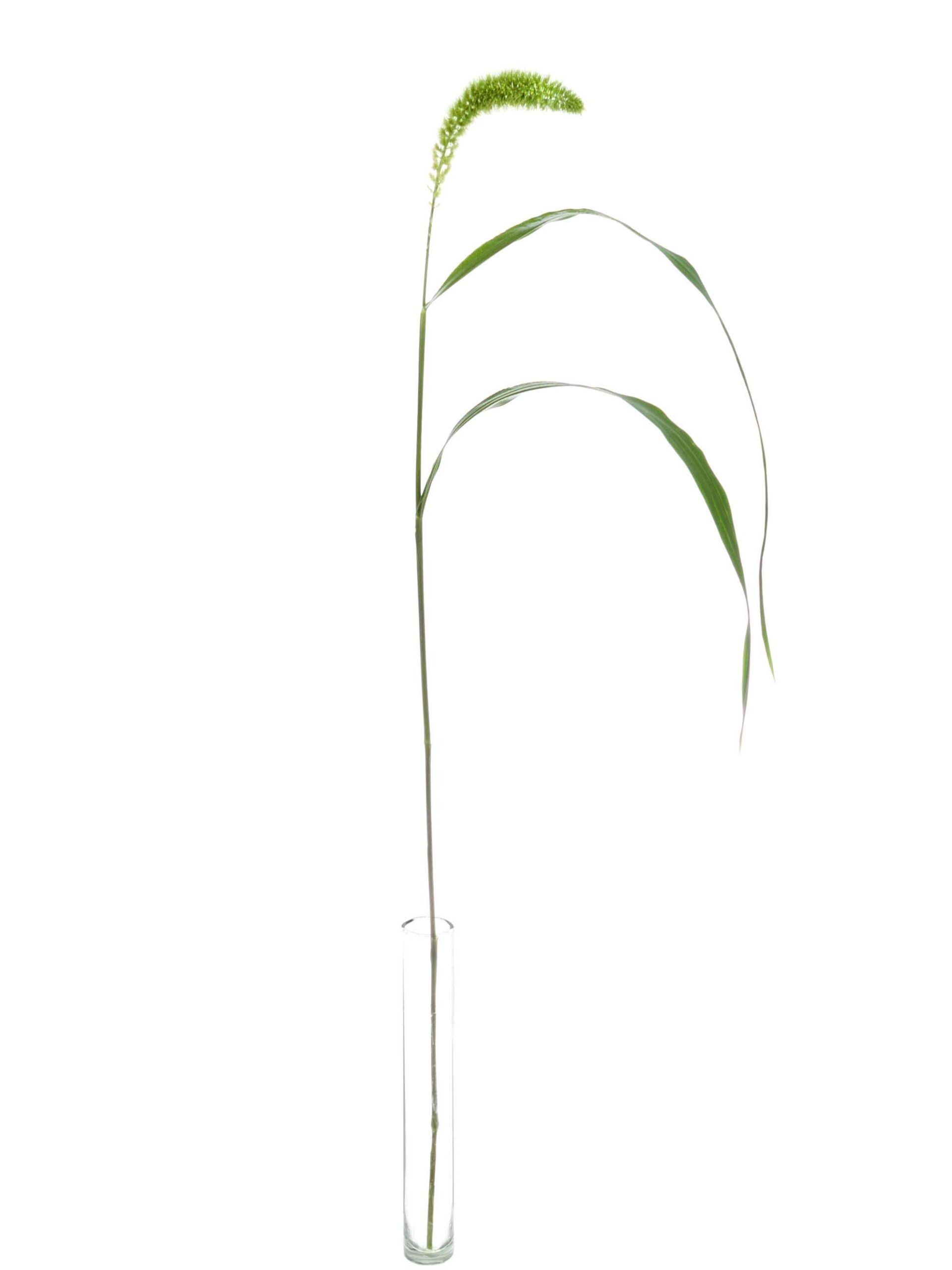 blumigo-blattwerk-setaria-volle-melk-bindegr-n-gr-n image 6