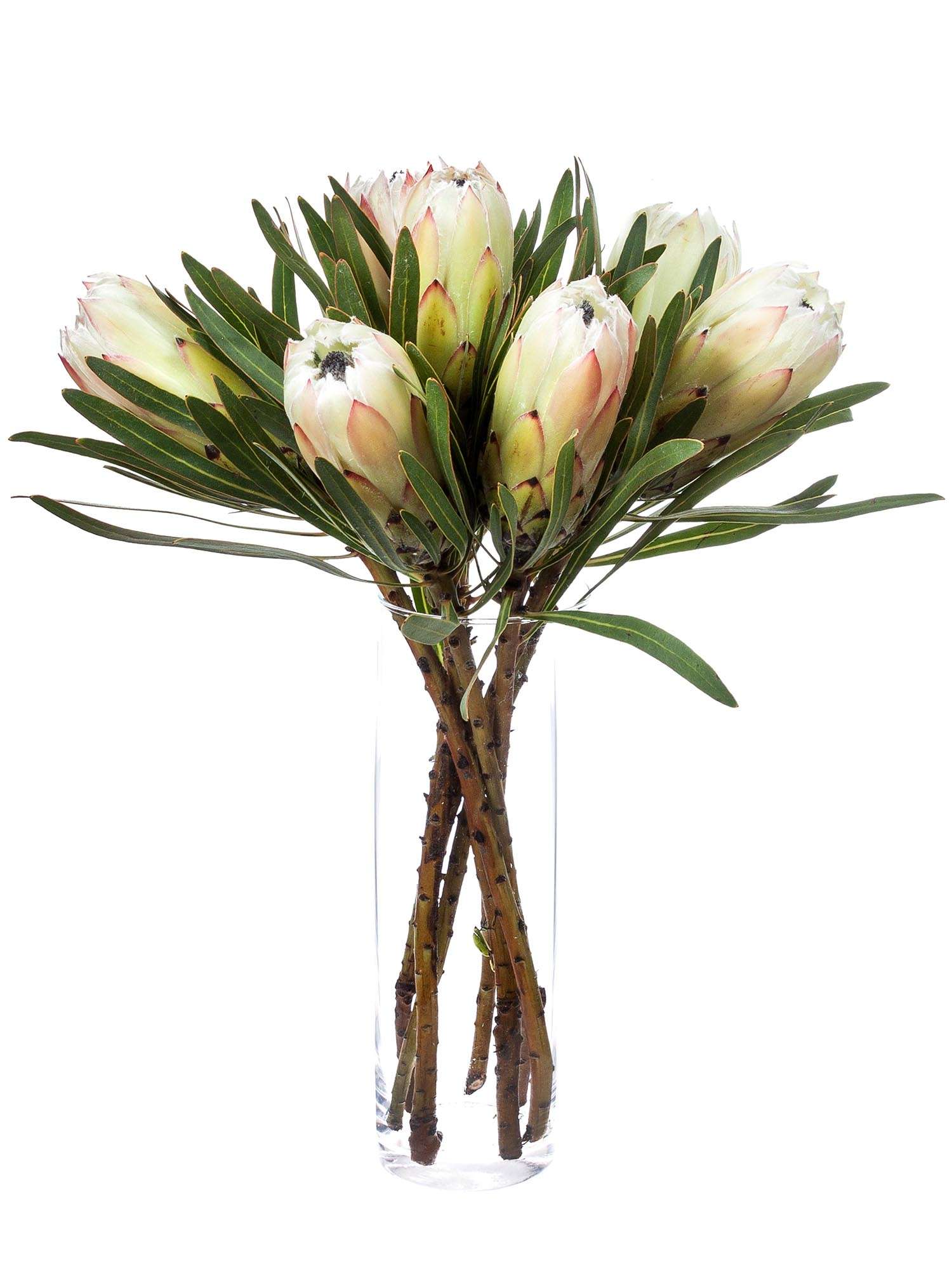 blumigo-proteen-protea-white-night-wei-schwarz-blume image 2