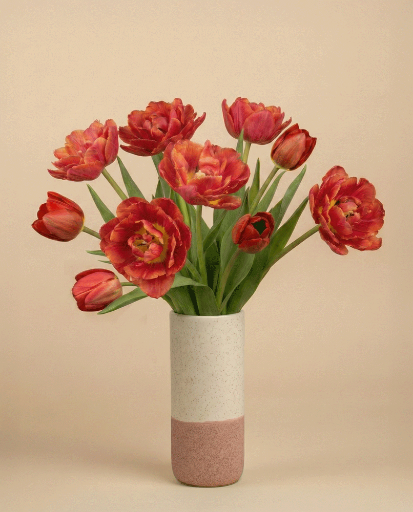 feey-rilio-tulpen-herzklopfen-10-stk-tiefrot-schnittblumen image 4