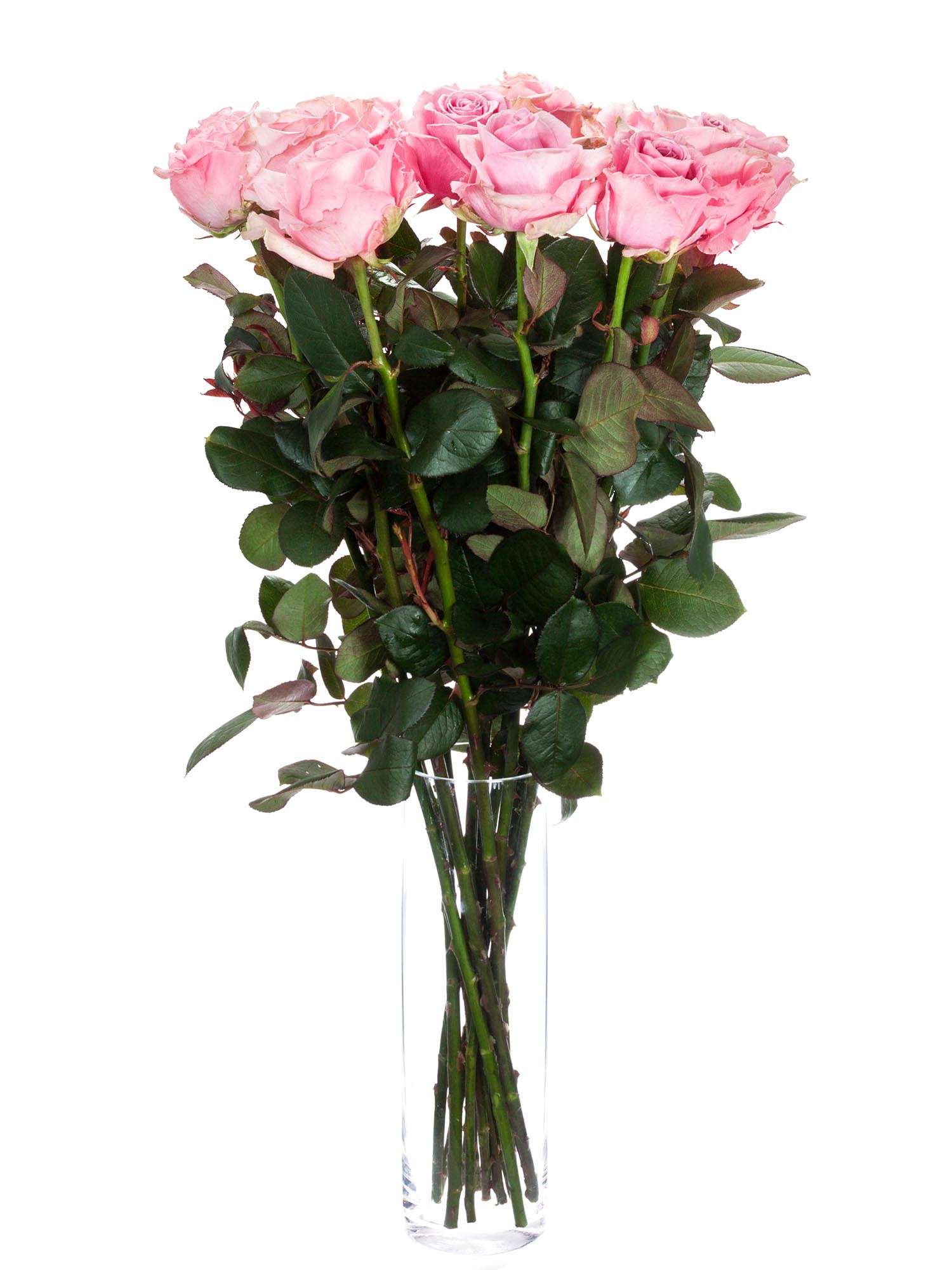 blumigo-rosen-honey-avalanche-schnittrosen-rosa-pink image 2