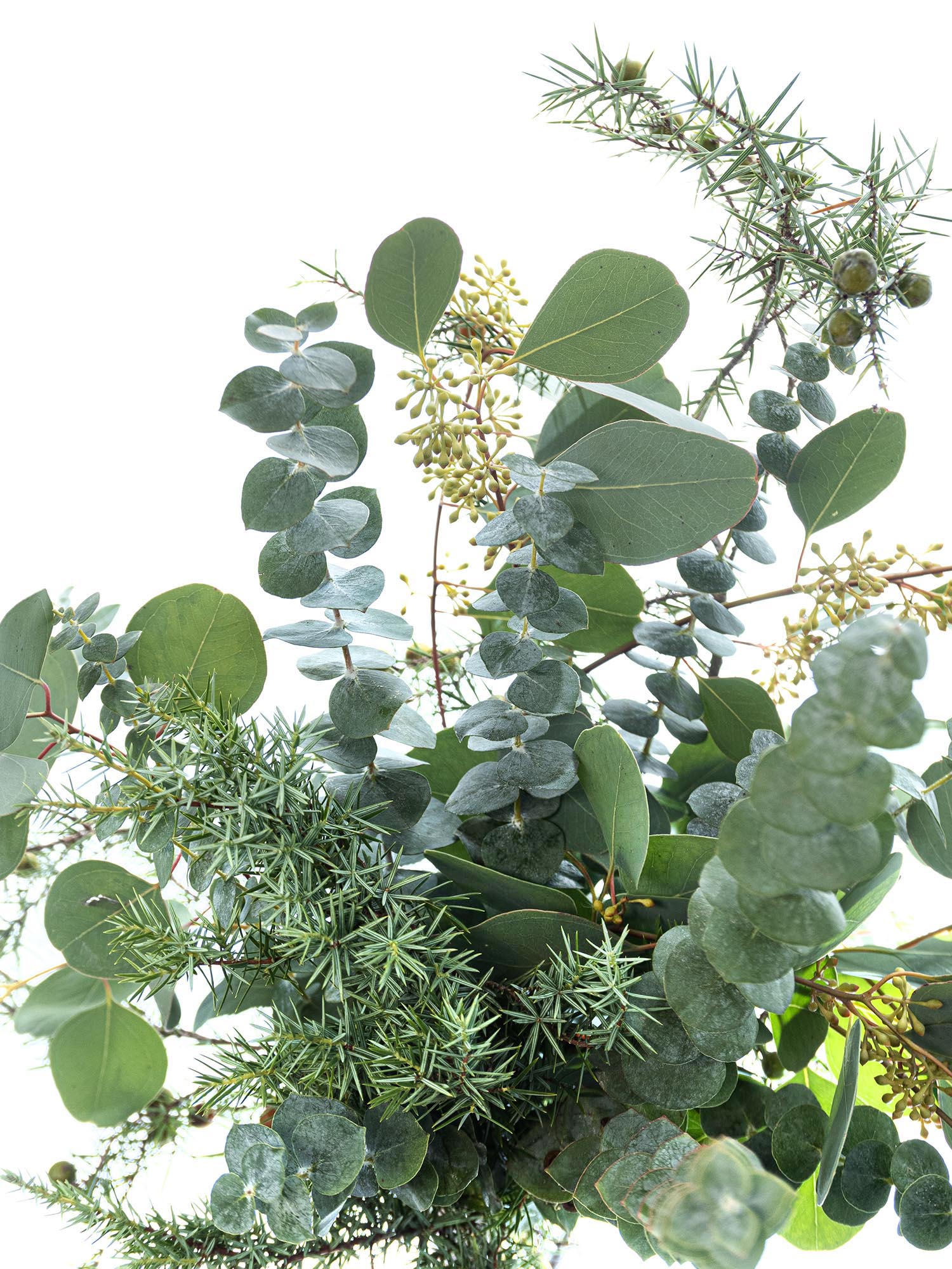 blumigo-eukalyptus-wacholder-mix-greenery-bund image 4
