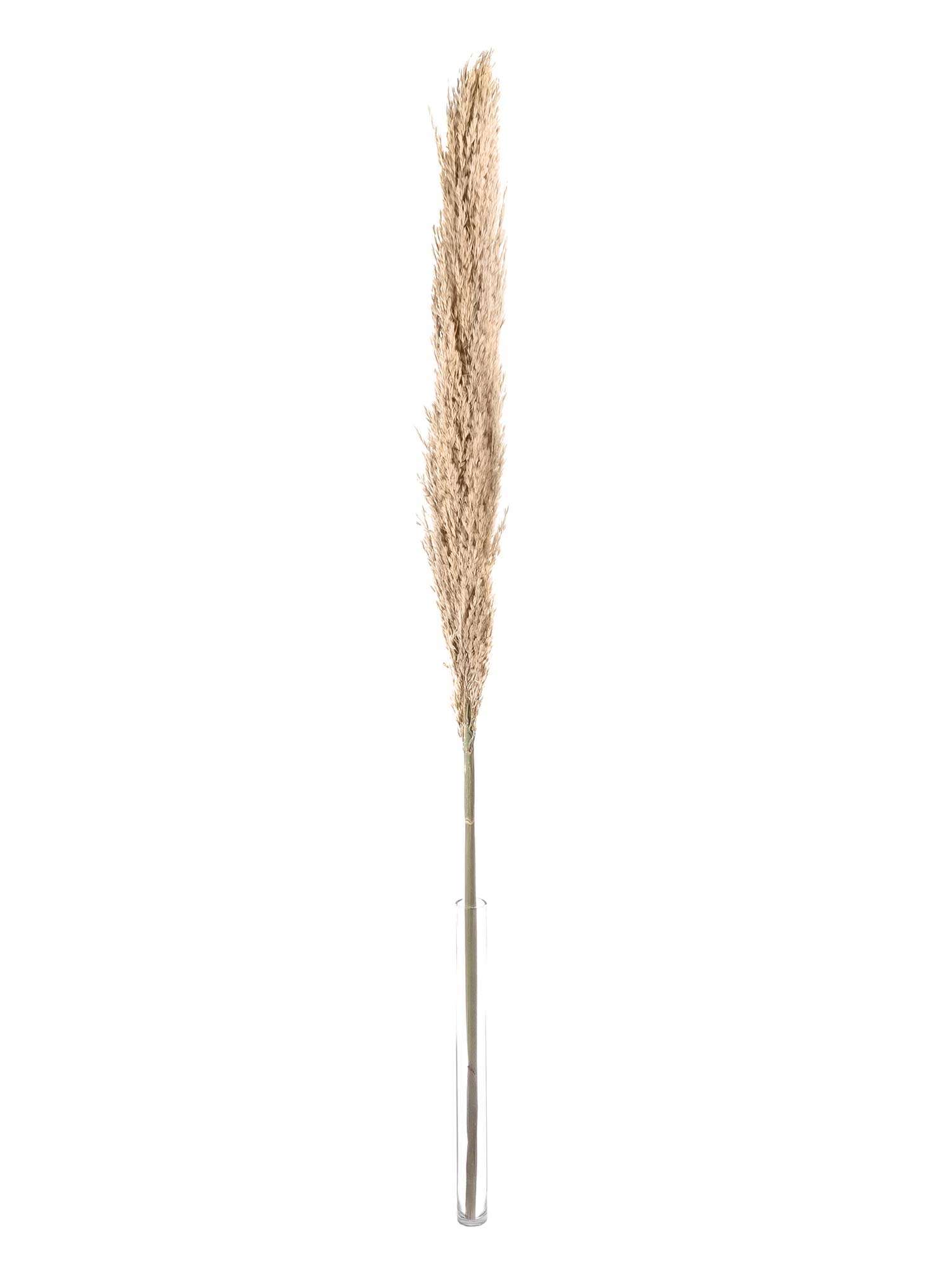 blumigo-trockenblumen-arundo-donax-trockenblume-natur-braun image 3