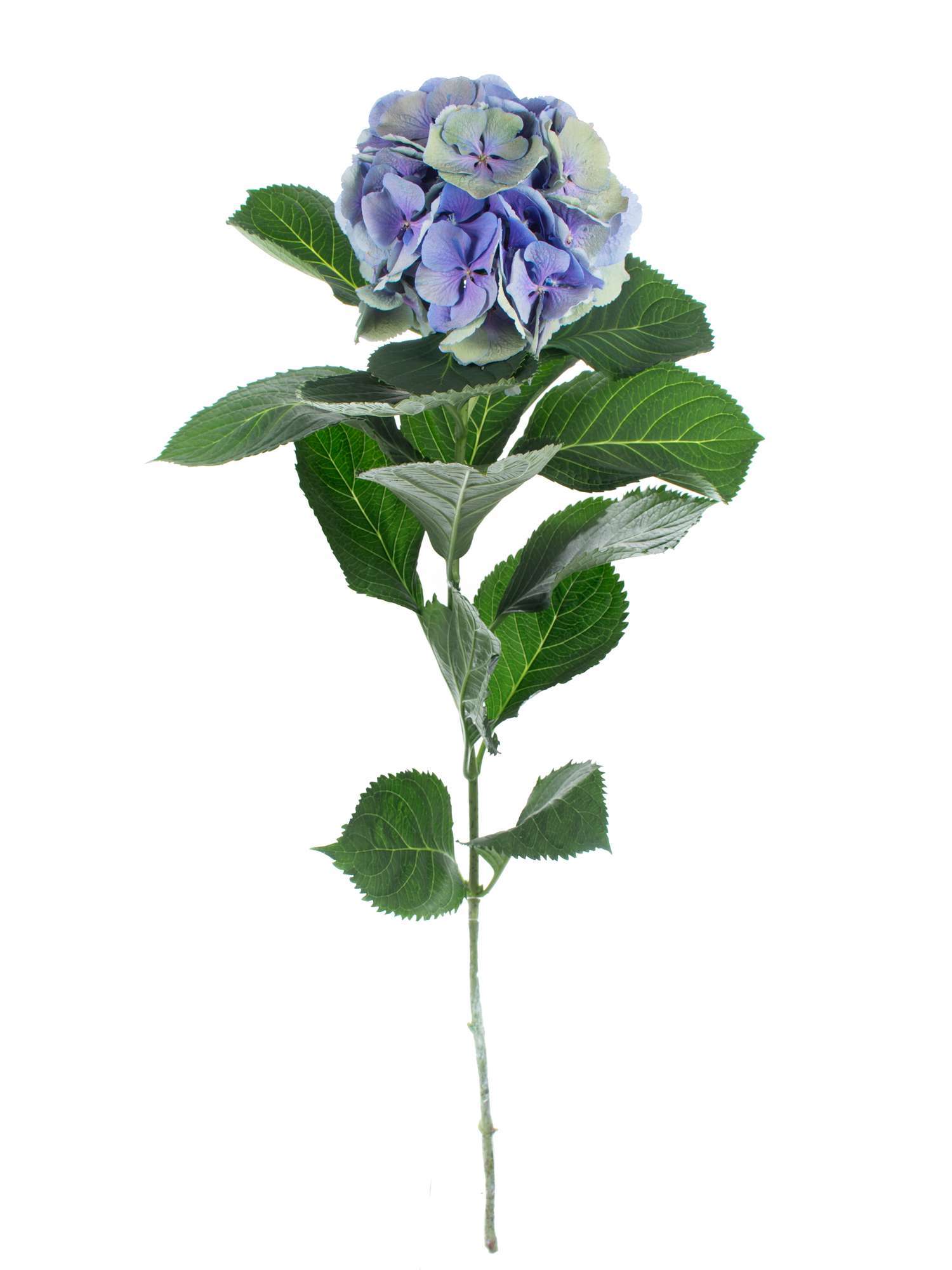 blumigo-hortensien-hortensie-magical-elbtal-blau-gr-n image 2