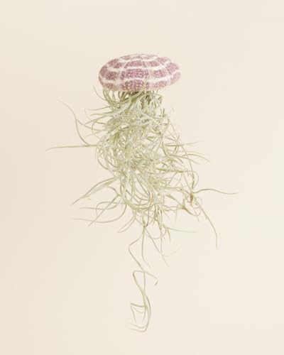 plnts-babyplnts-tillandsia-usneoides-luftpflanze-15-cm image 7
