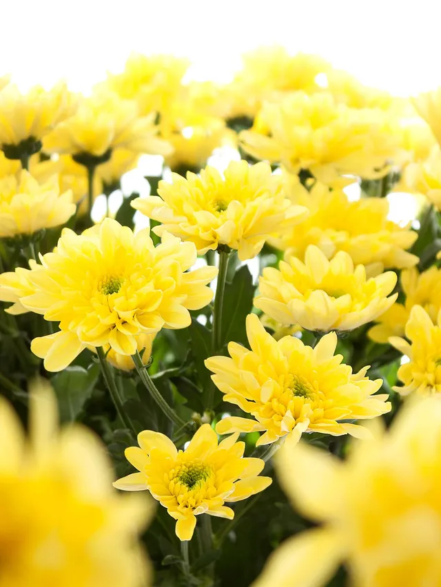 blumigo-chrysanthemen-baltica-yellow-schnittblume-gelb image 1