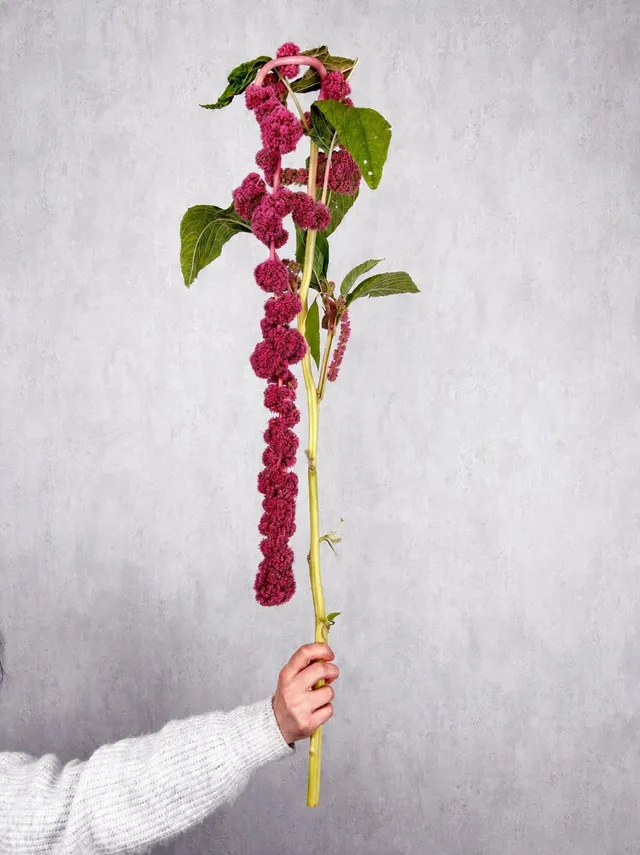 blumigo-rosen-amaranthus-rosemary-schnittblumen-beerenrot image 1
