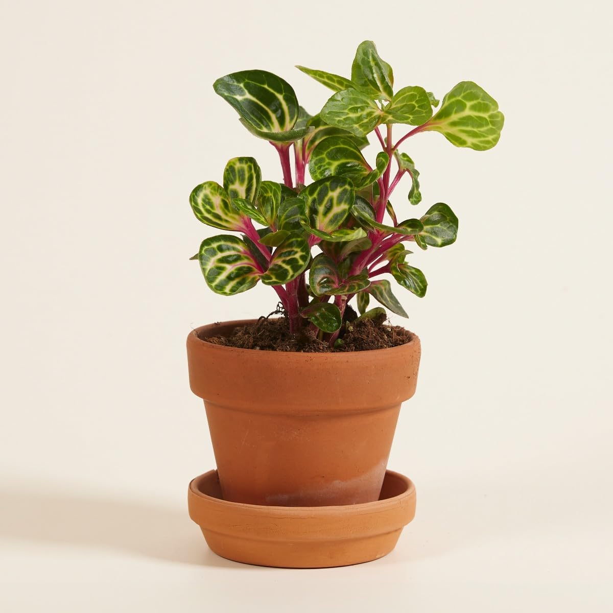 plnts-babyplnts-baby-herbstii-iresine-zimmerpflanze-6-cm image 6
