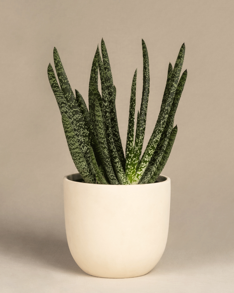 feey-variado-gasteria-verrucosa-sukkulente-ohne-bertopf image 6