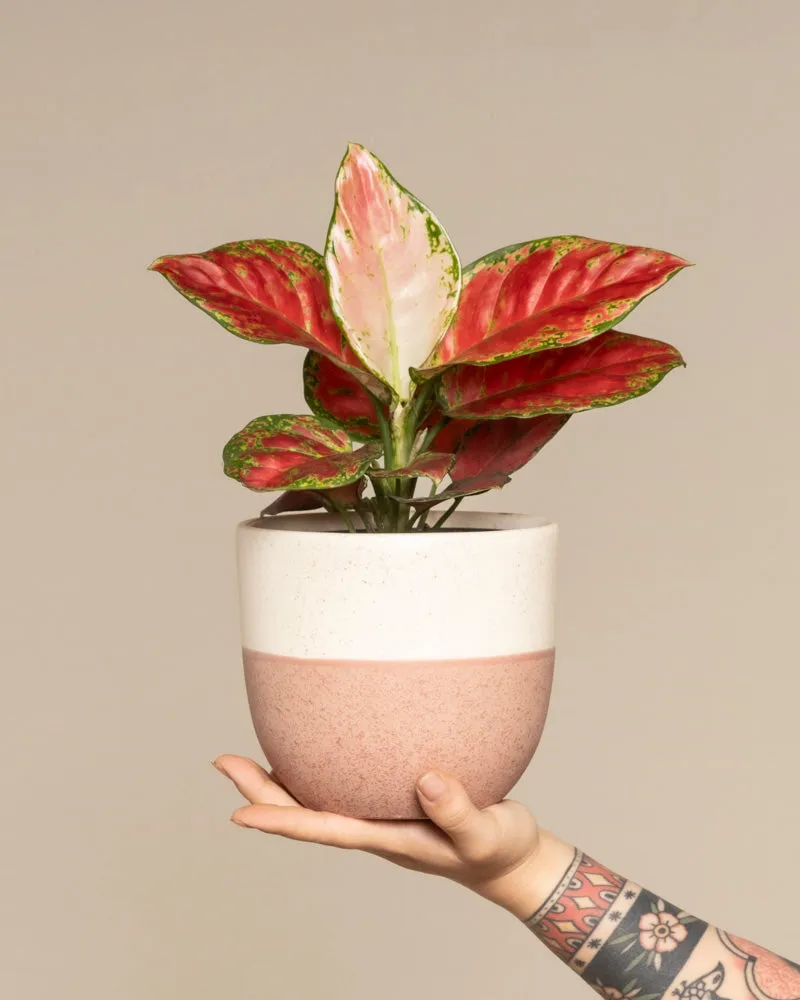 feey-variado-aglaonema-cayenne-red-ohne-bertopf-bunt image 1