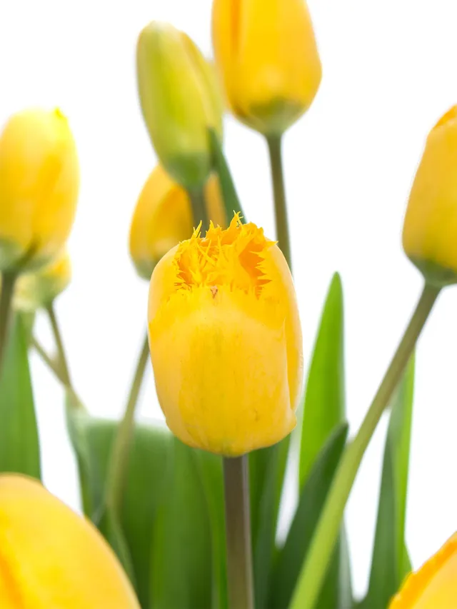 blumigo-tulpen-crystal-star-schnittblumen-gelb-gefranst image 1