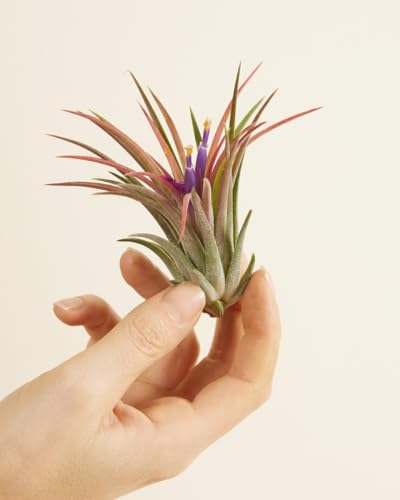 plnts-babyplnts-tillandsia-ionantha-luftpflanze-baby-5-cm image 8