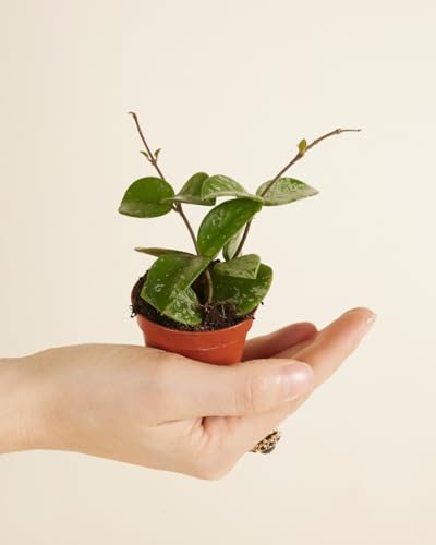plnts-babyplnts-hoya-mathilde-zimmerpflanze-6cm-topf-wachsblume image 8