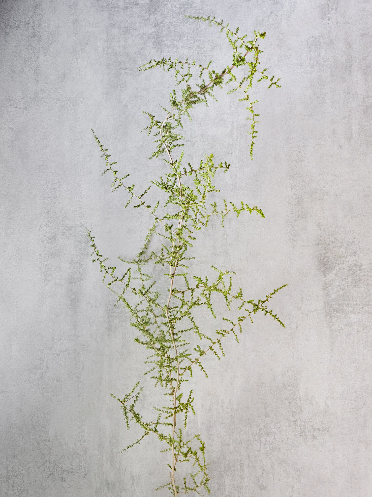 blumigo-asparagus-wild-nature-schnittgr-n-gr-n-frisch image 8