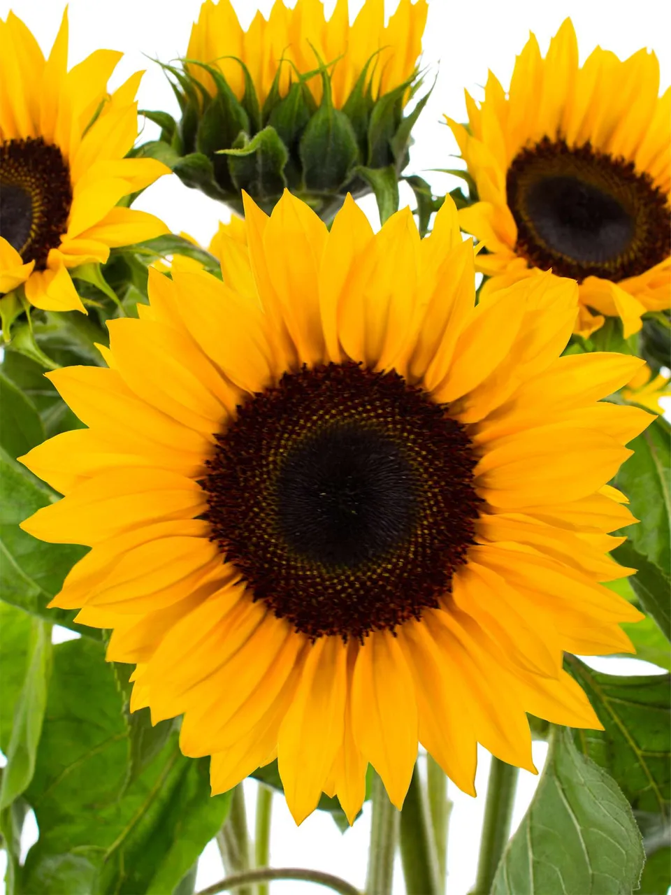blumigo-sonnenblumen-sunrich-orange-schnittblume-orange image 1