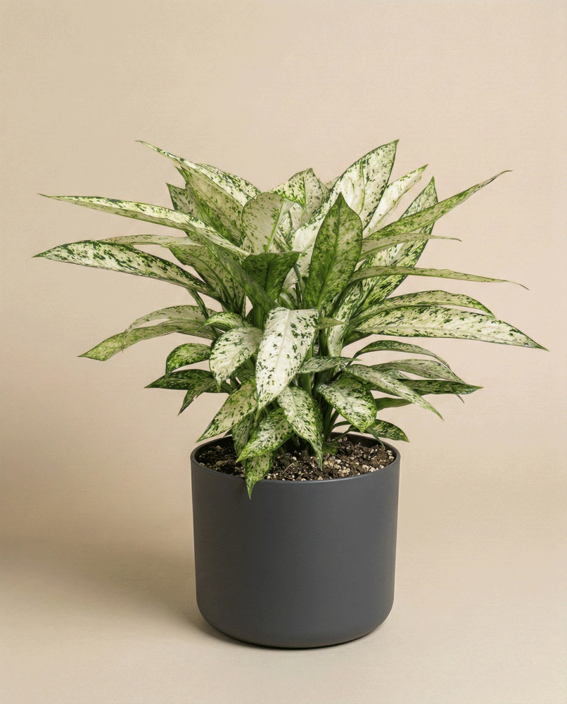 feey-variado-dieffenbachia-vesuvius-zimmerpflanze-gro image 4