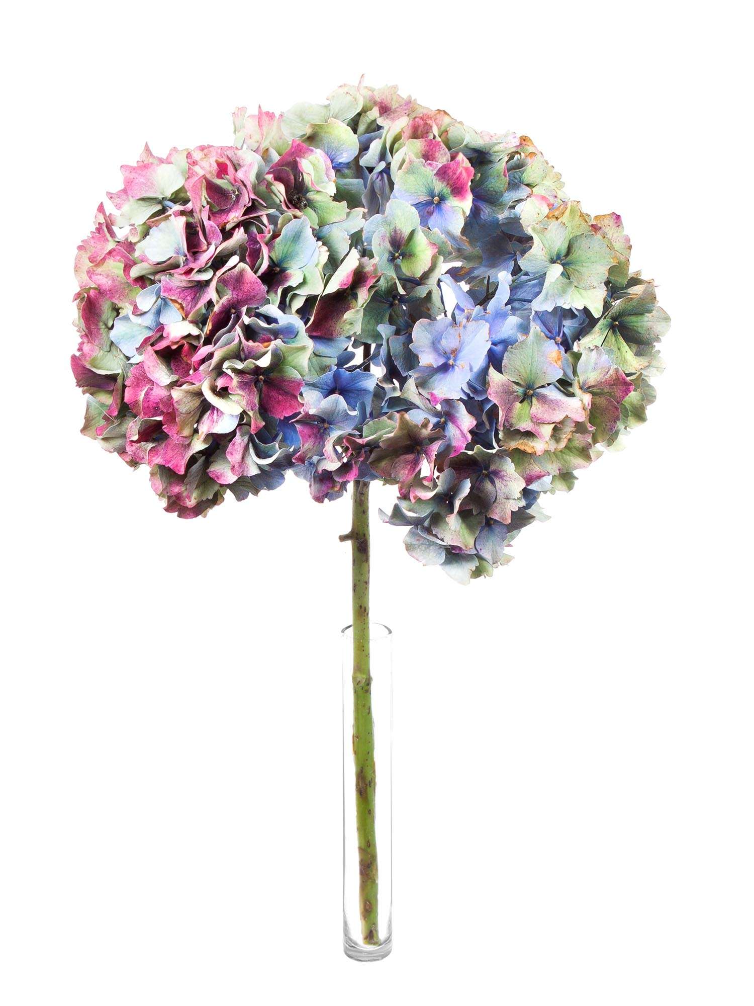 blumigo-hortensien-franz-sischer-farbmix-schnittblumen-5-st-ck image 8