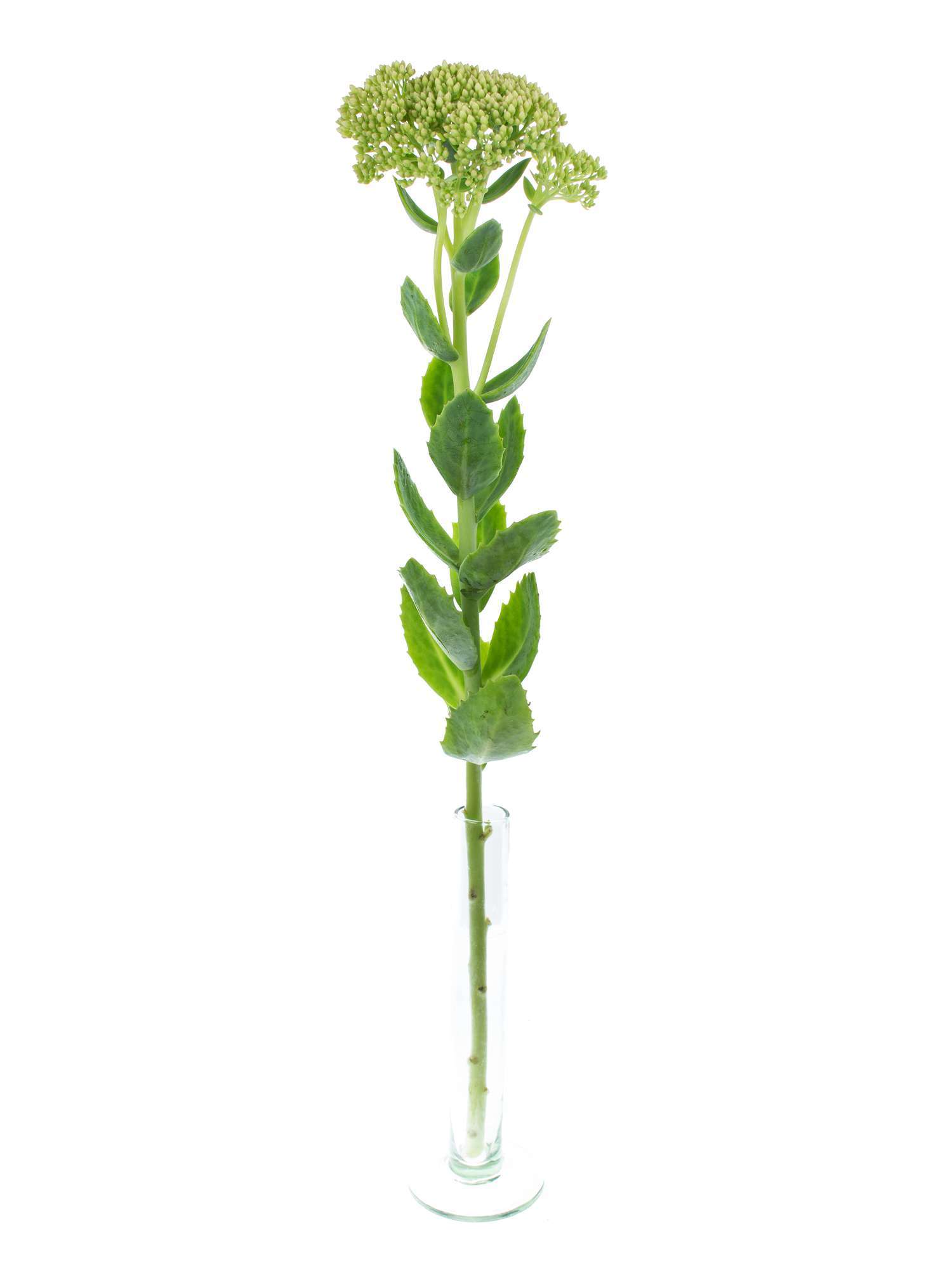 blumigo-sedum-spectabile-fette-henne-blattwerk-gr-n image 3