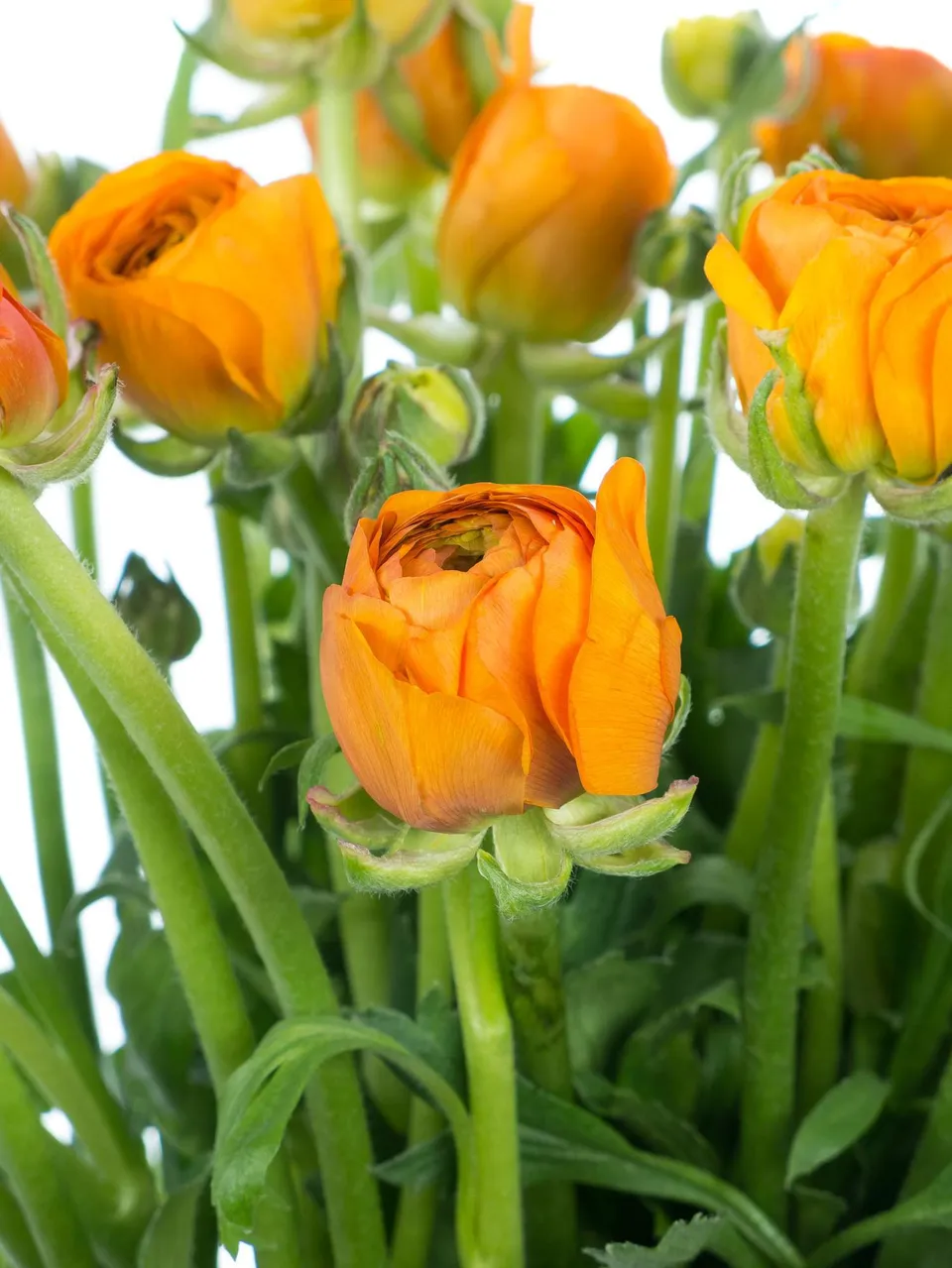 blumigo-ranunkeln-elegance-orange-schnittblume-orange image 1