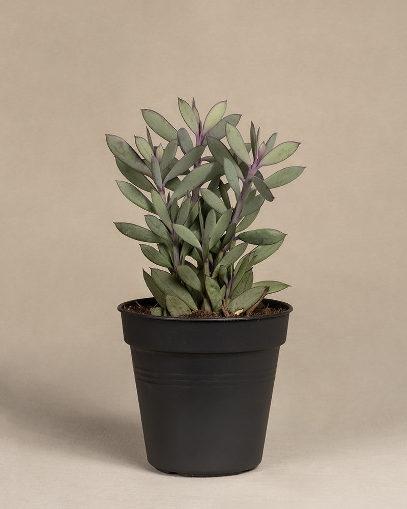 feey-variado-senecio-crassissimus-zimmerpflanze image 3