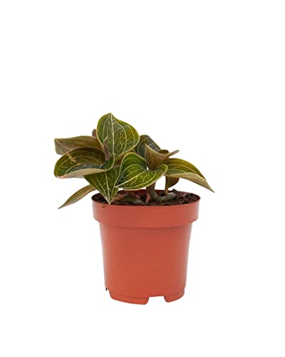 plnts-rareplnts-ludisia-discolor-orchidee-15-cm-juwelorchidee image 7
