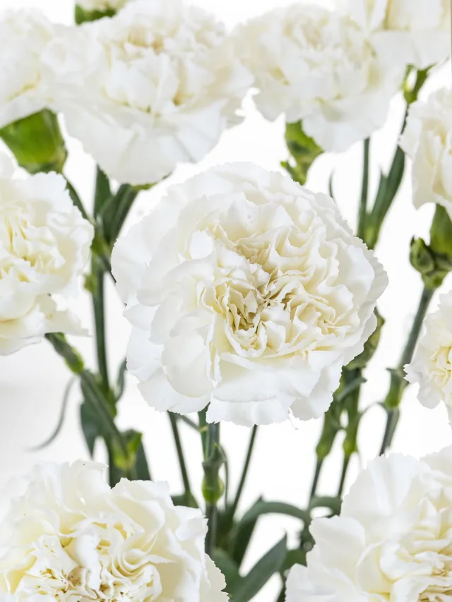 blumigo-nelken-edelnelken-baltico-schnittblume-wei image 1