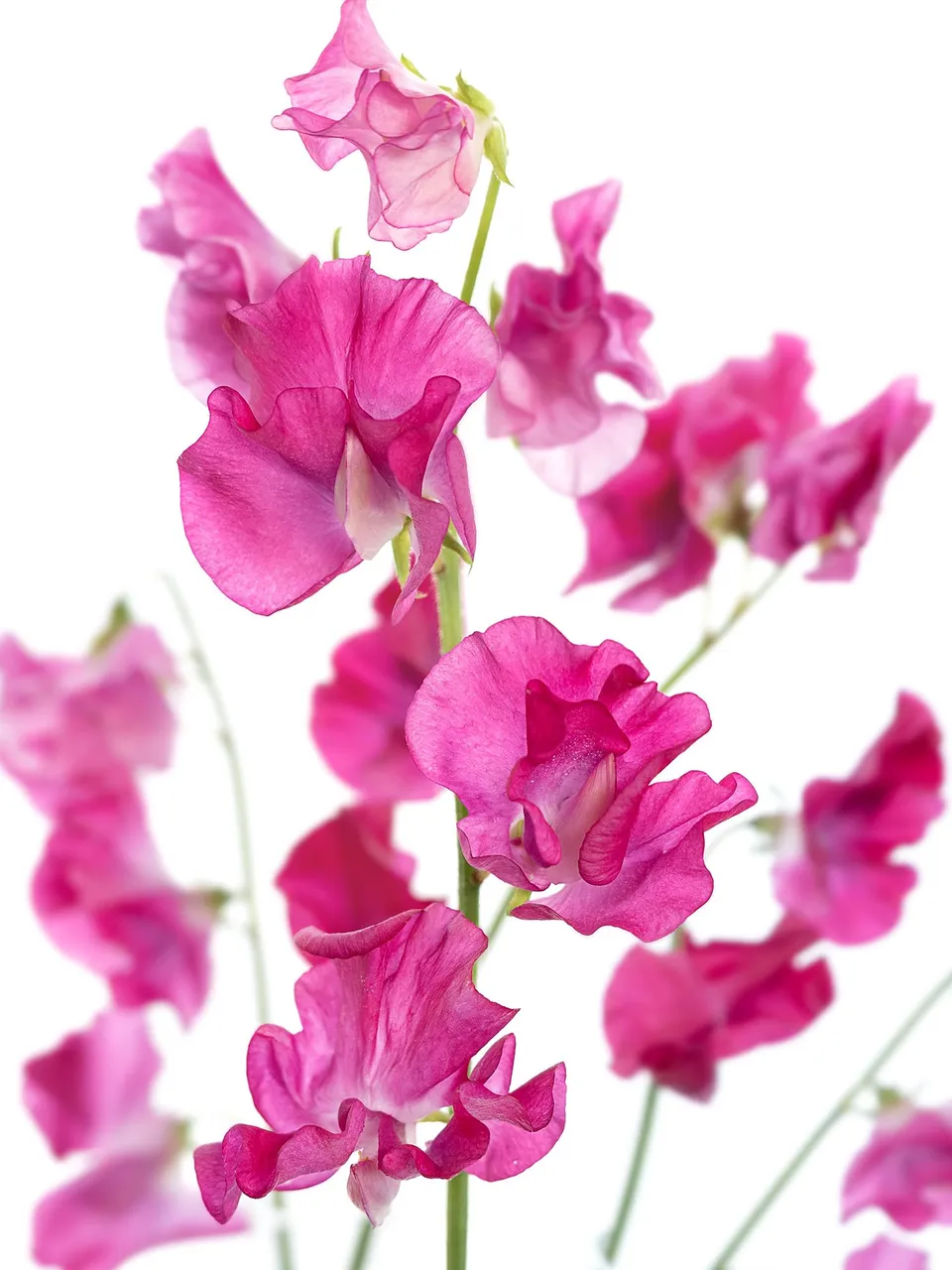 blumigo-wicken-sunshine-hot-pink-schnittblume-pink-st-ck image 1