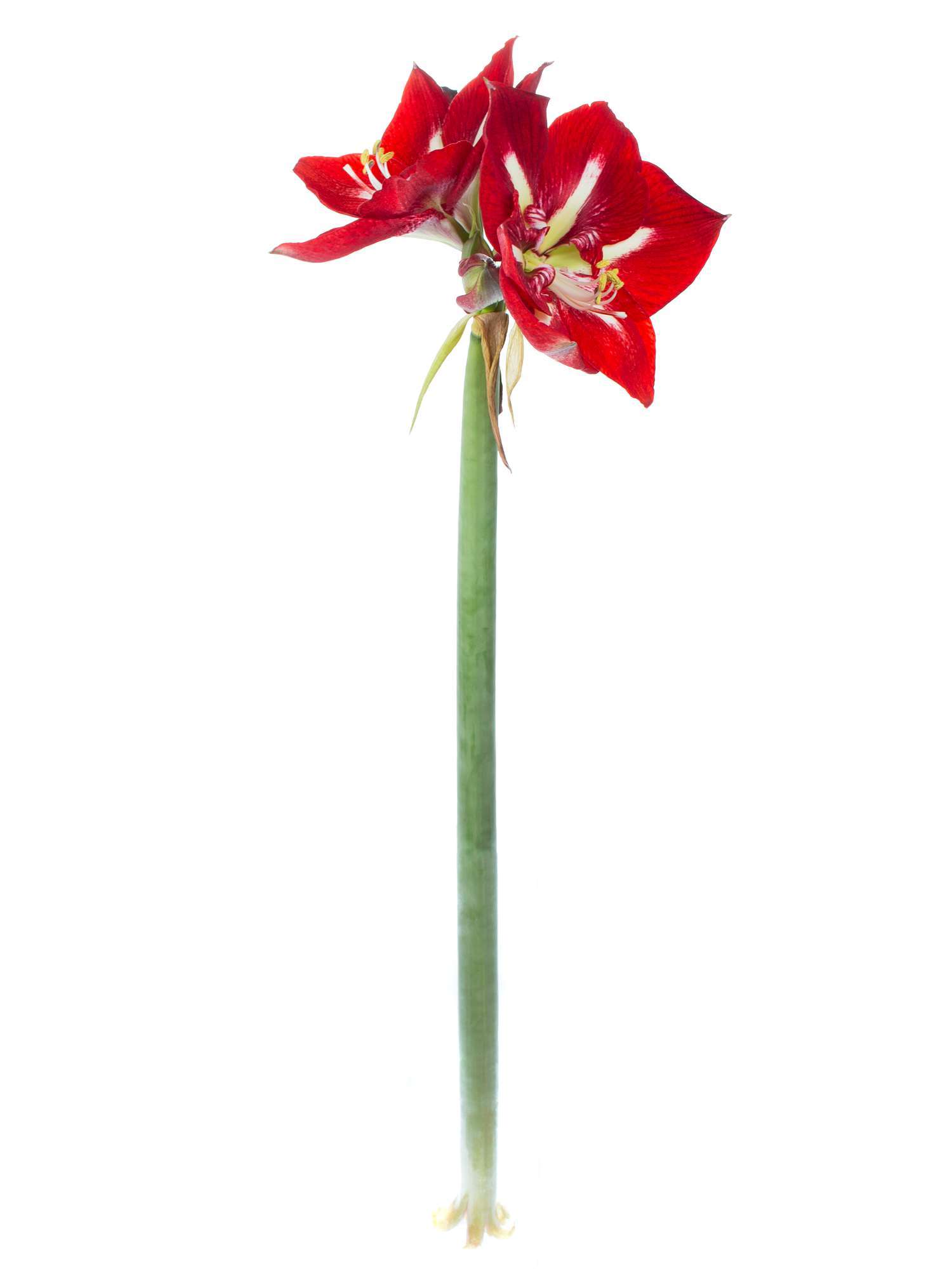 blumigo-amaryllis-barbados-rot-wei-schnittblume-stiel image 3