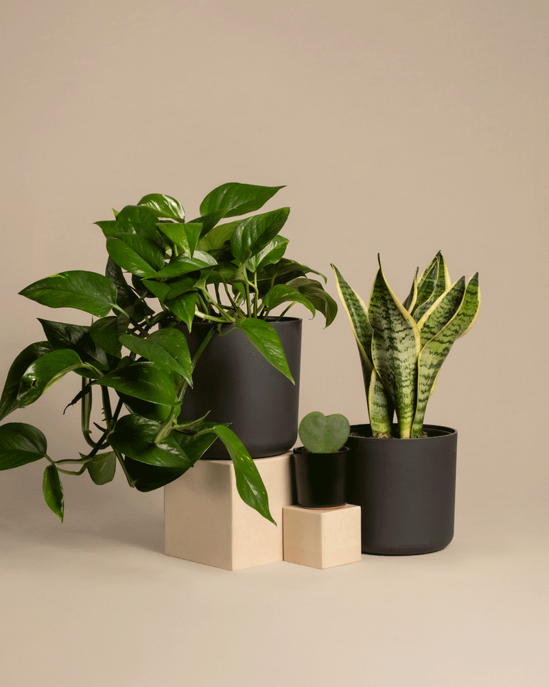 feey-variado-starter-set-sansevieria-efeutute-2-pflanzen image 7