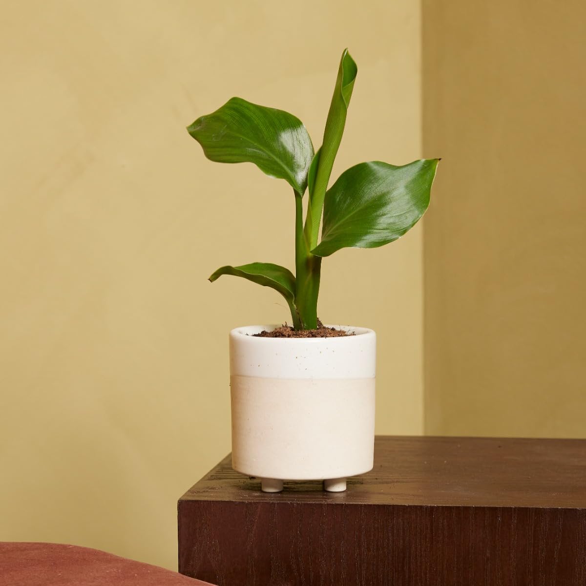 plnts-babyplnts-strelitzia-nicolai-zimmerpflanze-15cm image 6