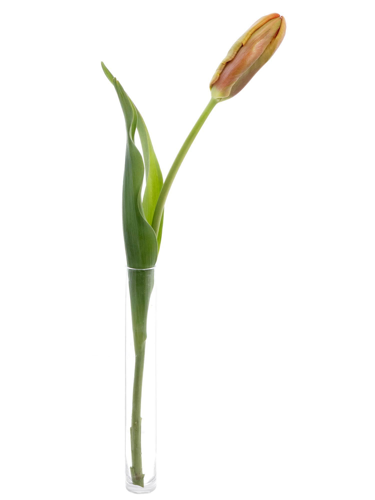 blumigo-tulpen-avignon-parrot-papageien-tulpen-orange image 3