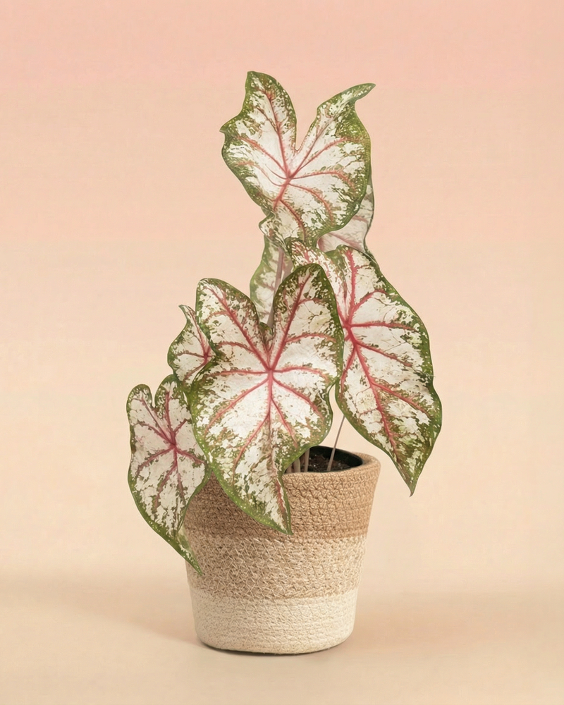 feey-variado-caladium-tapestry-bunte-zimmerpflanze-im-22-topf-ohne-bertopf image 7