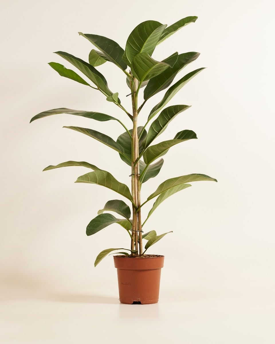 plnts-rareplnts-ficus-roy-zimmerpflanze-75-cm-feige image 2