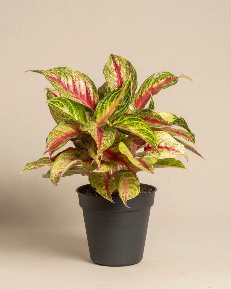 feey-variado-aglaonema-siam-violet-zimmerpflanze-topf-18 image 3