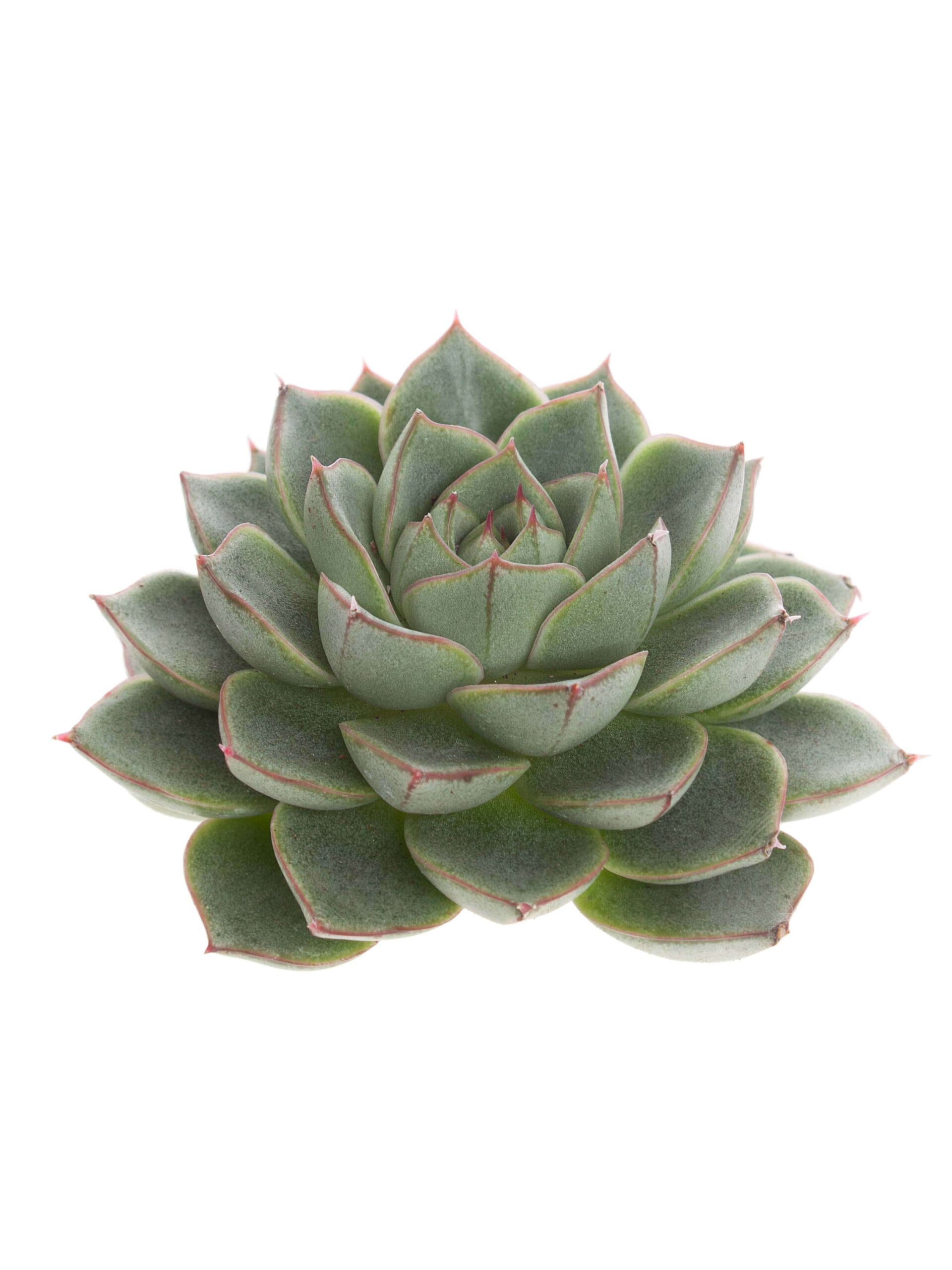 blumigo-echeverien-parva-gr-n-sukkulente-einzelstiel image 2