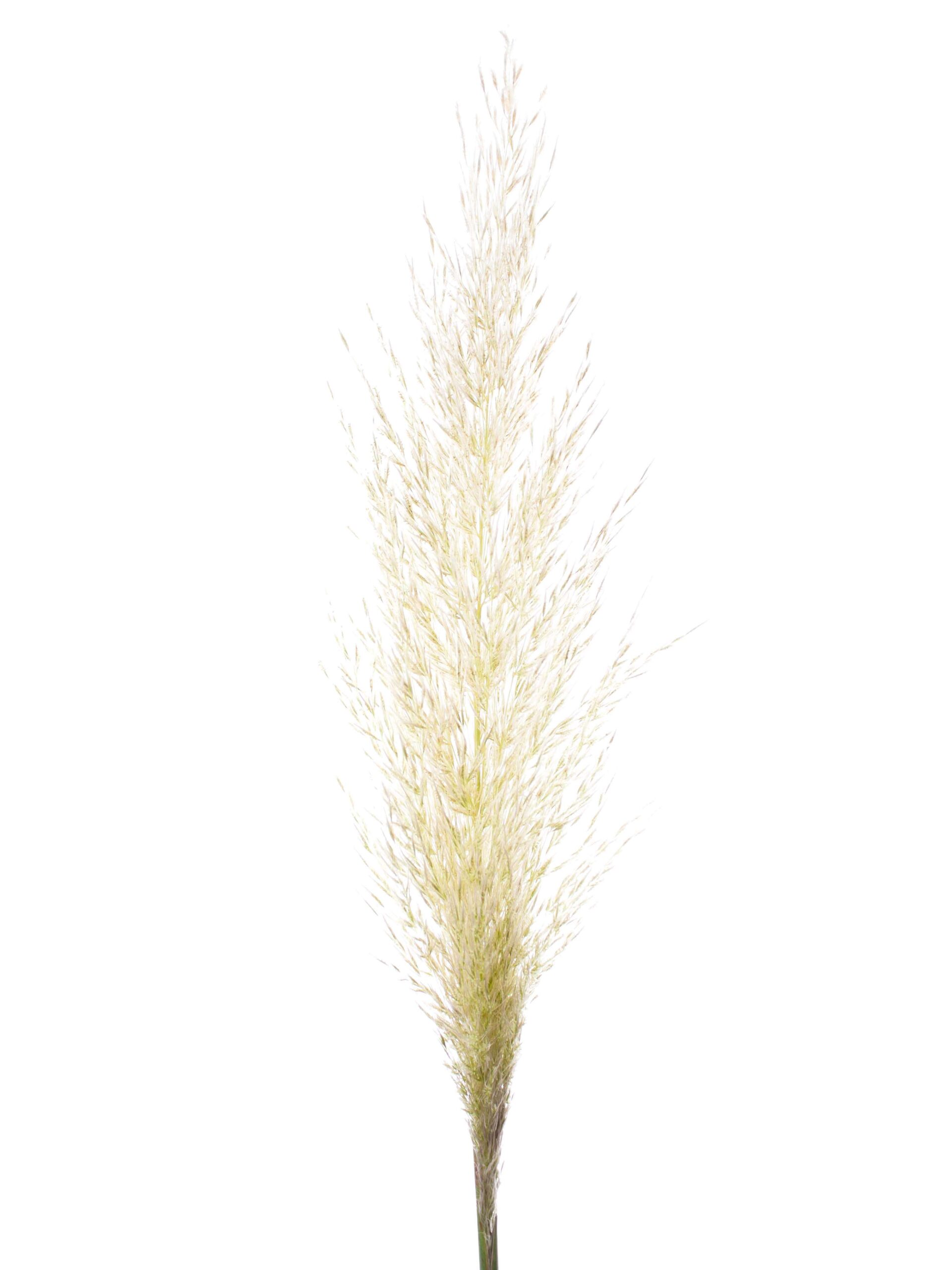 blumigo-trockenblumen-pampasgras-frisch-geschnitten-bund-natur image 4