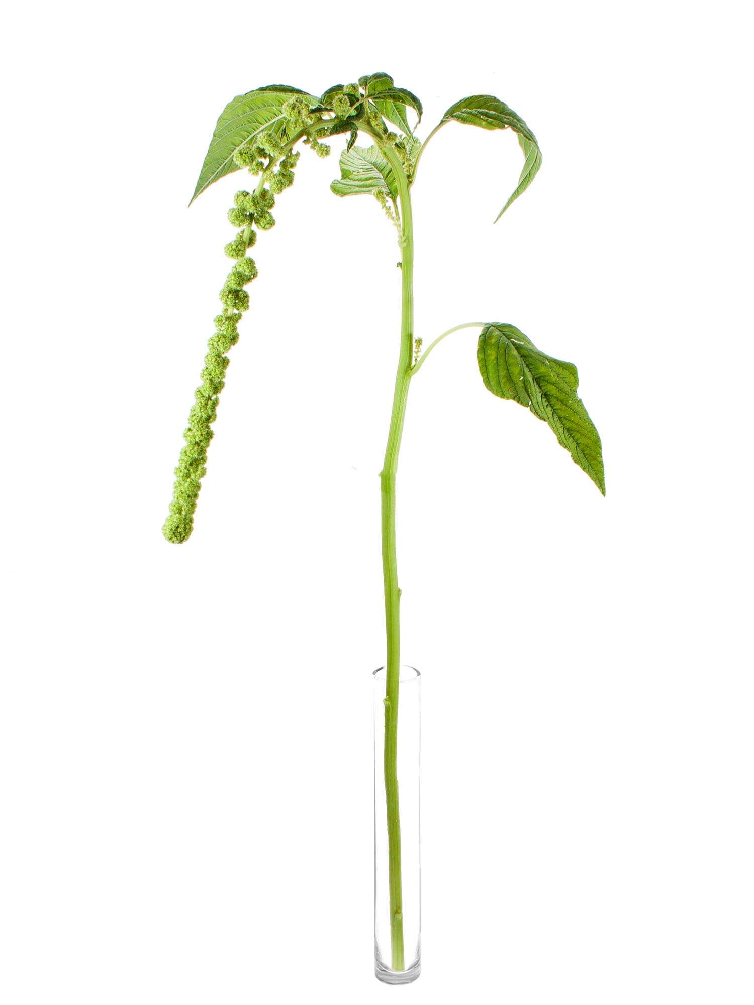 blumigo-blattwerk-und-bindegr-n-amaranthus-cyclop-gr-n-h-ngend image 7