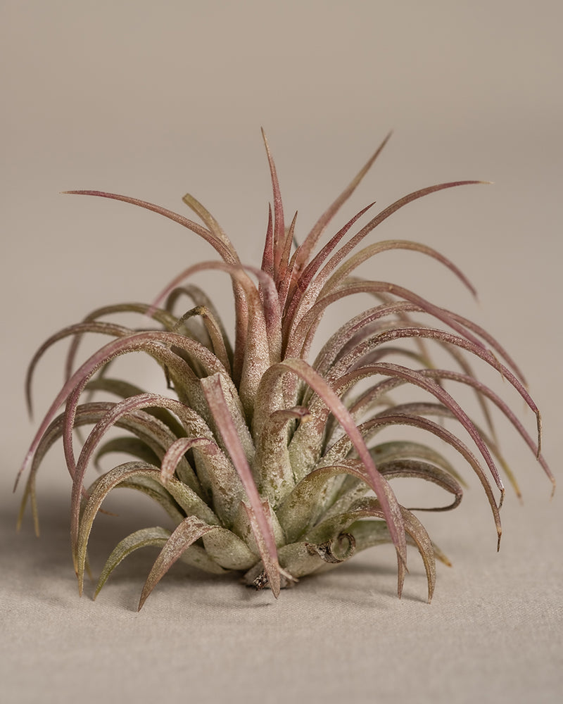 feey-variado-luftpflanzen-pink-tillandsia-5-st-ck image 7