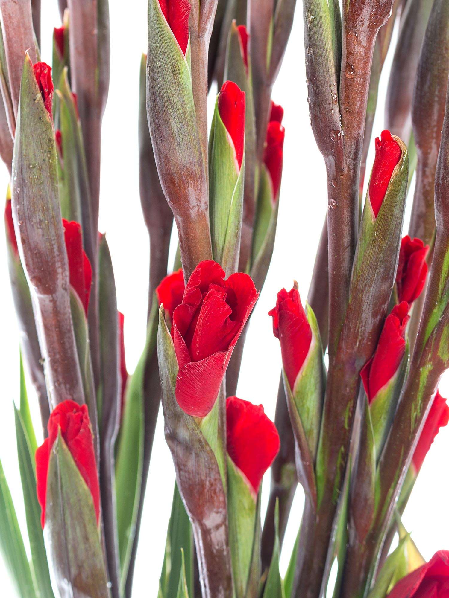 blumigo-red-balance-gladiolen-rot-schnittblumen image 4