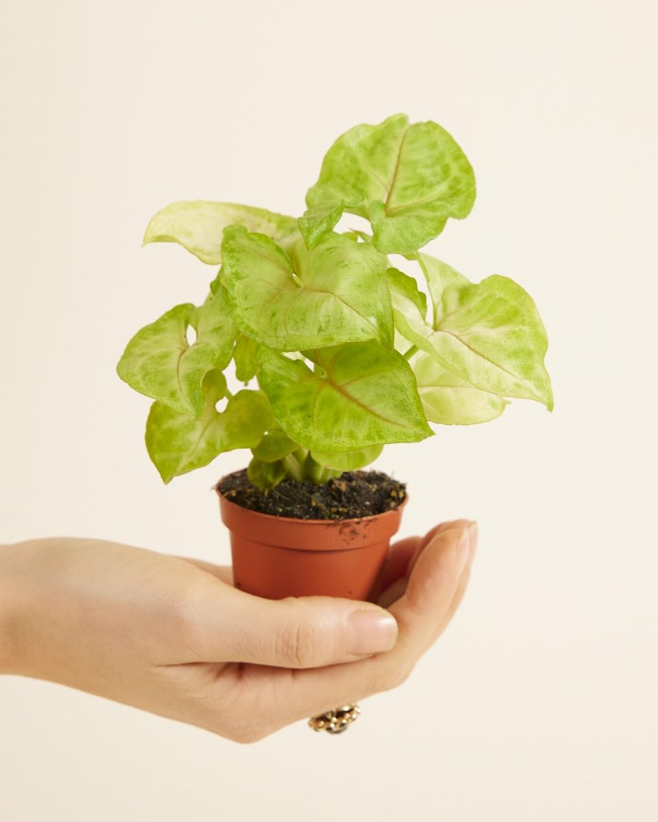 plnts-babyplnts-syngonium-mango-allusion-zimmerpflanze-6cm-topf image 2