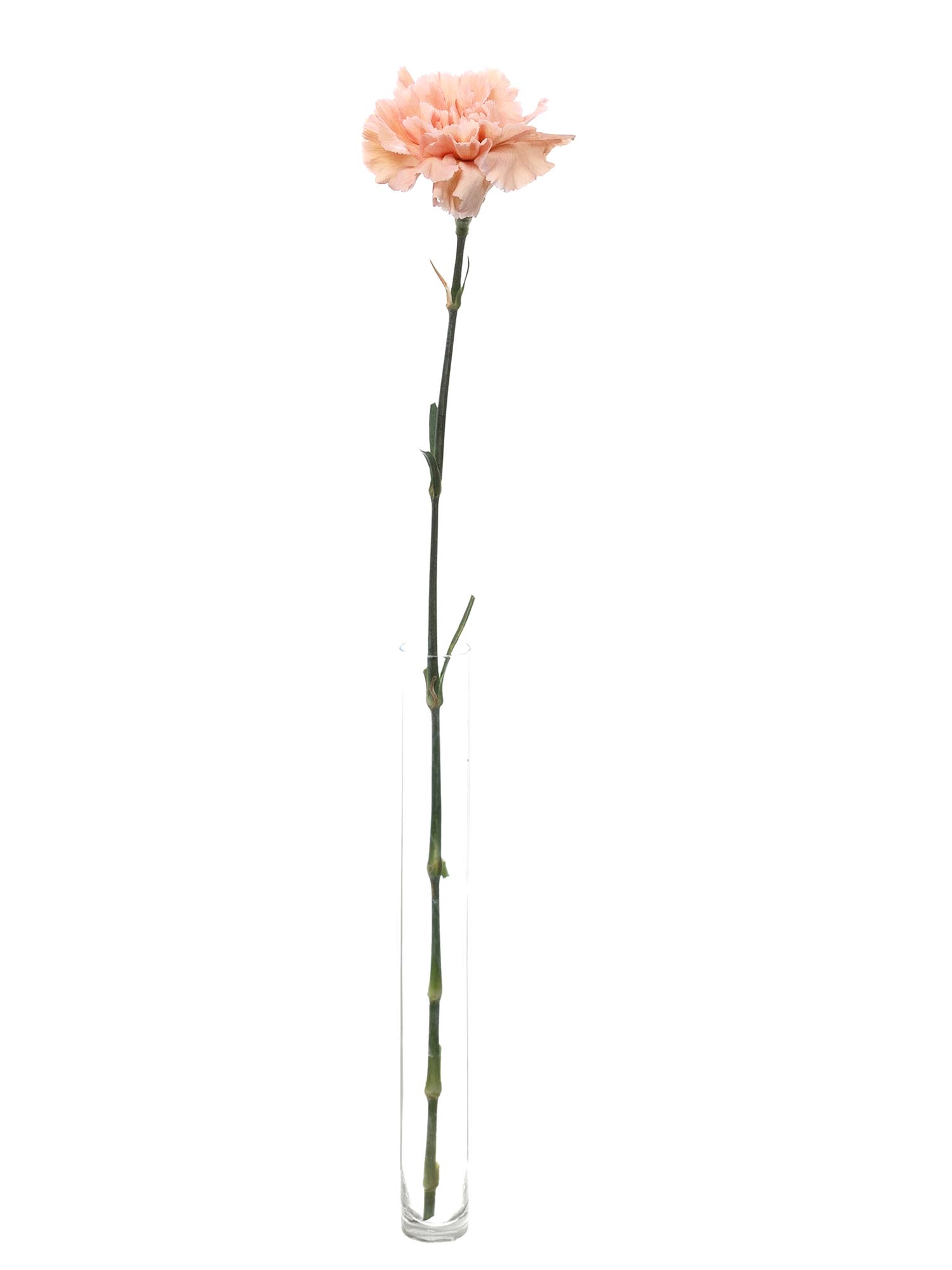blumigo-nelken-edelnelken-caramel-schnittblume-creme-beige image 4