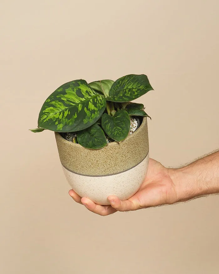 feey-variado-homalomena-camouflage-zimmerpflanze-14cm image 1