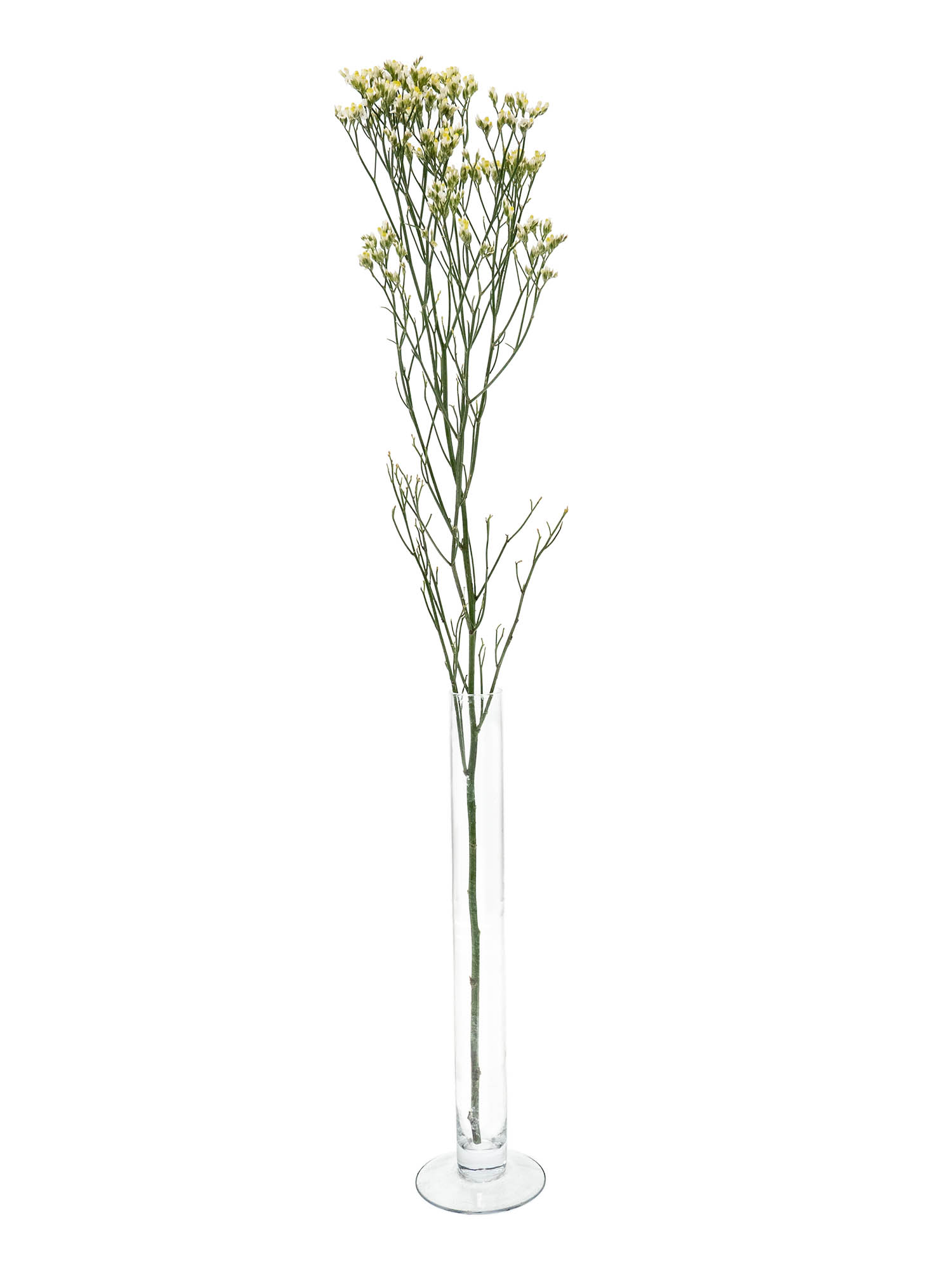 blumigo-sensi-pina-colada-strandflieder-wei-statice image 3