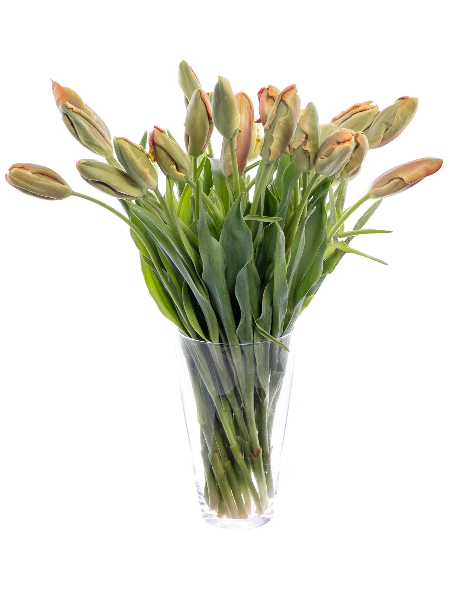 blumigo-tulpen-avignon-parrot-papageien-tulpen-orange image 2