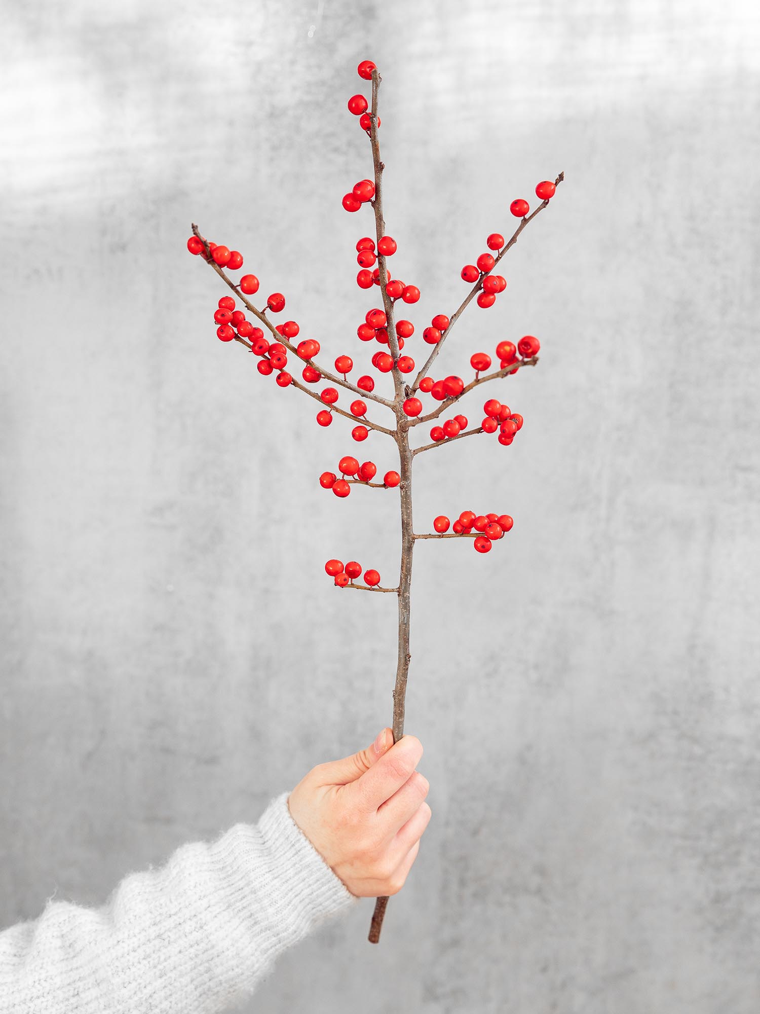 blumigo-ilex-zweige-rot-mit-beeren-stechpalme image 3