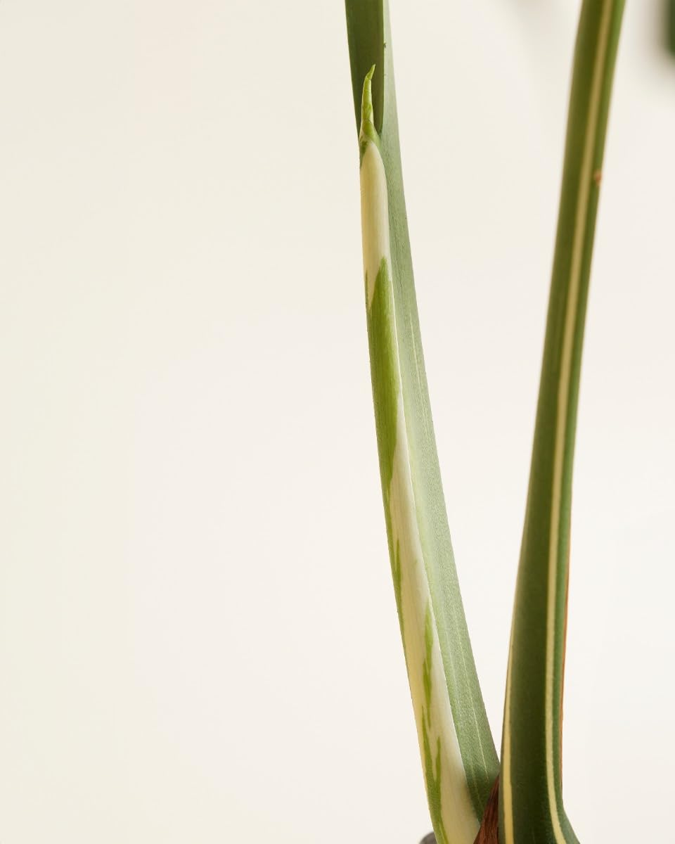 plnts-rareplnts-monstera-thai-constellation-60cm-15cm-topf image 4