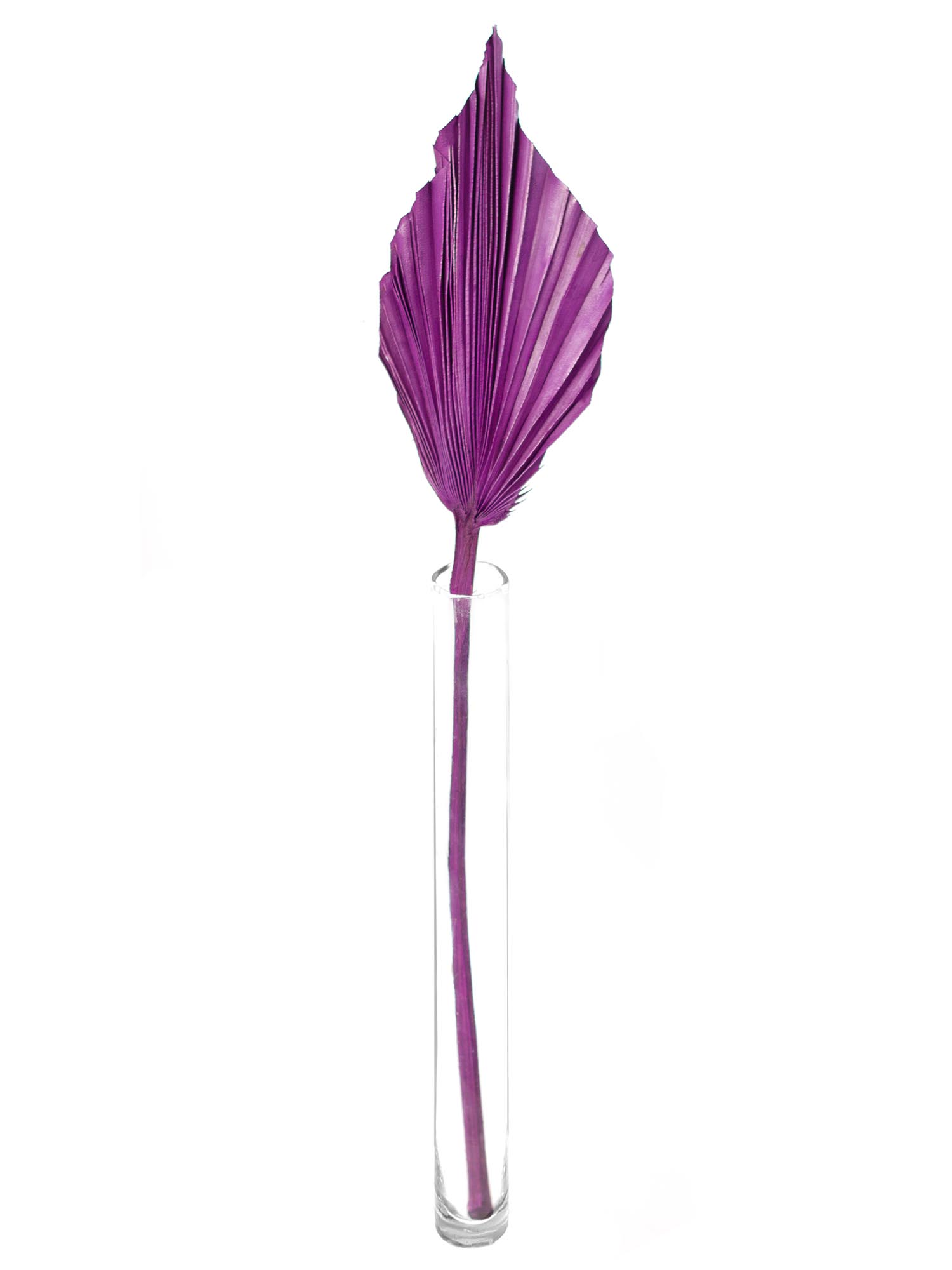 blumigo-trockenblumen-palm-spear-deko-violett-gef-rbt image 3