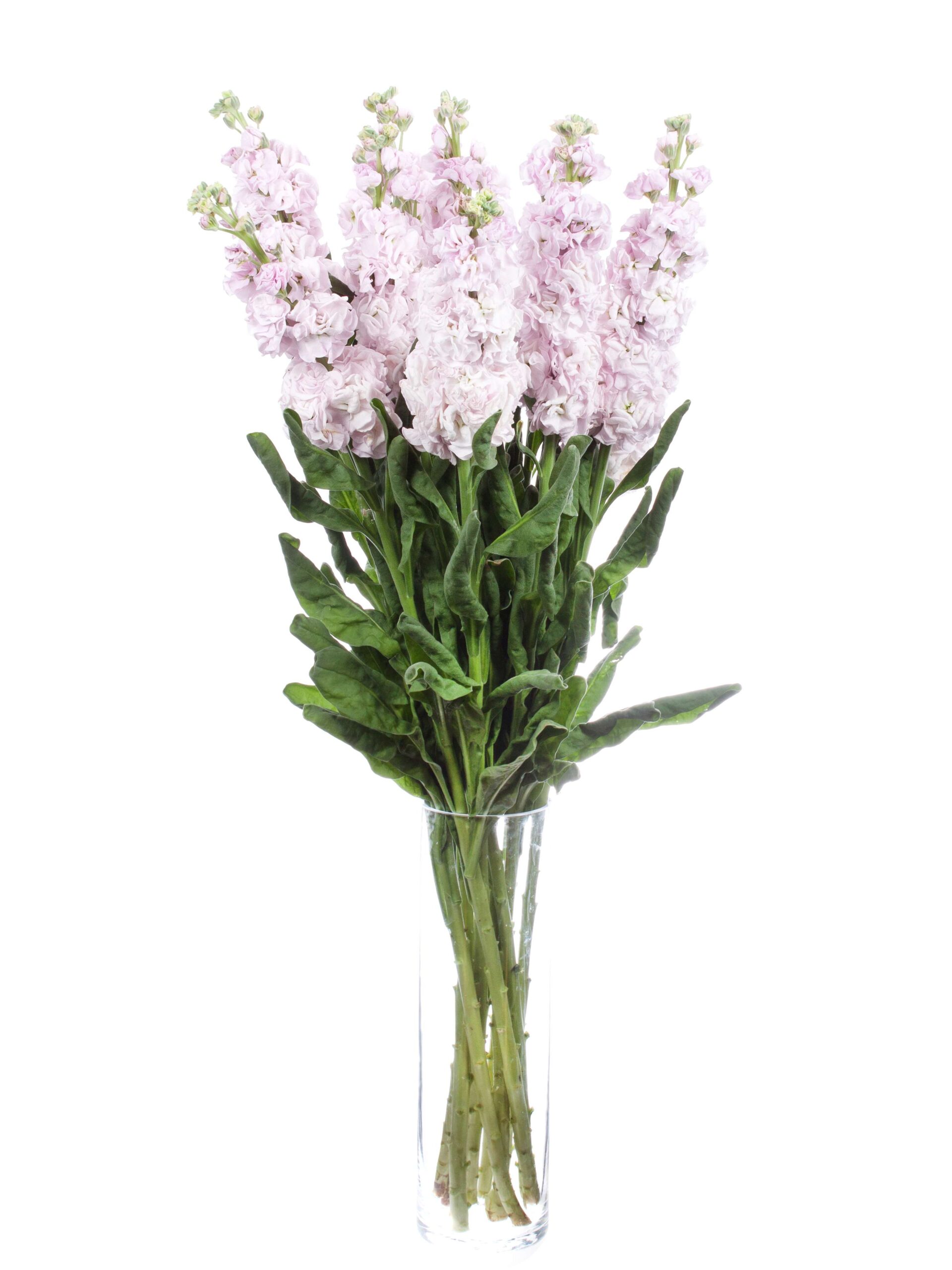 blumigo-levkojen-xl-levkoje-rosa-duftend image 2