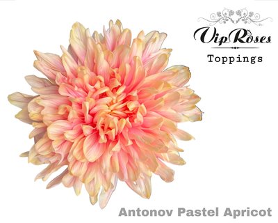 blumigo-chrysanthemen-antonov-pastel-apricot-schnittblume-pink-apricot image 1
