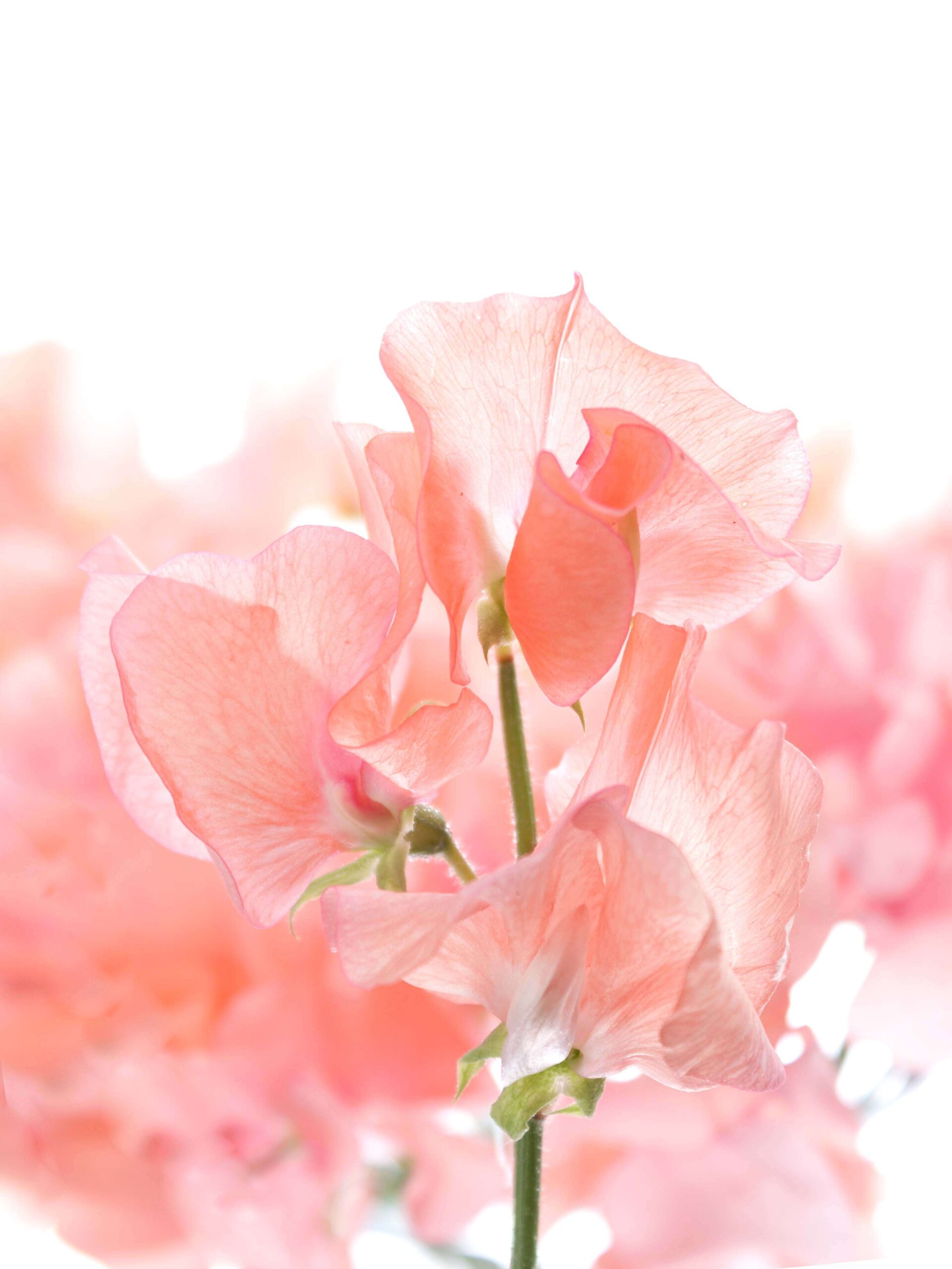 blumigo-wicken-sunshine-parfum-salmon-schnittblumen-apricot image 1