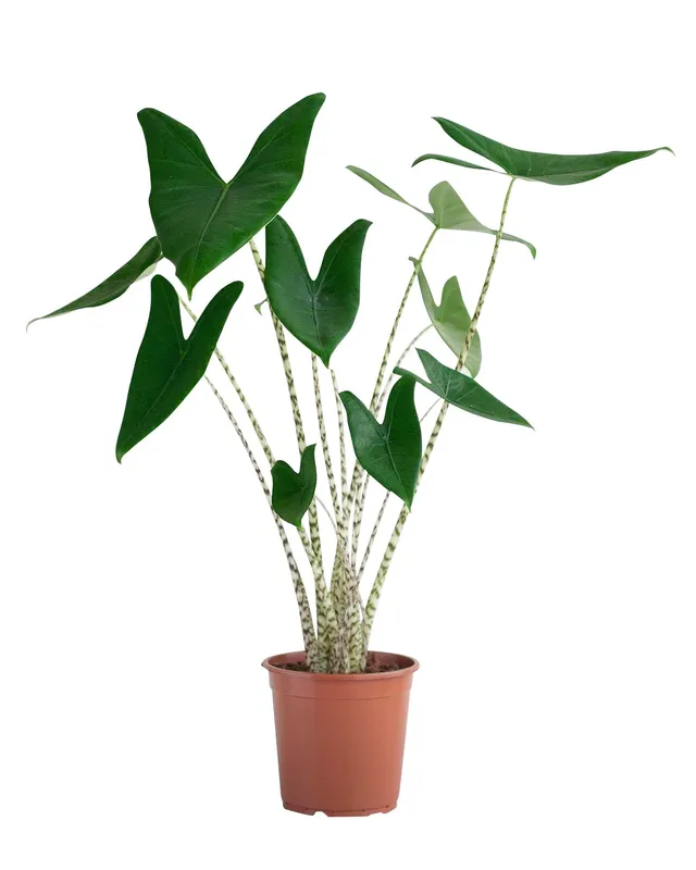 plnts-rareplnts-alocasia-zebrina-zimmerpflanze-65cm-pfeilblatt image 1